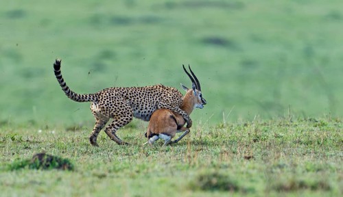 Cheetah