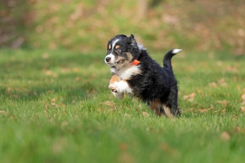 Australian Shepherd