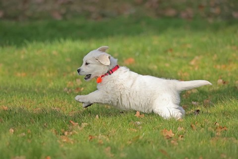 Golden Retriever
