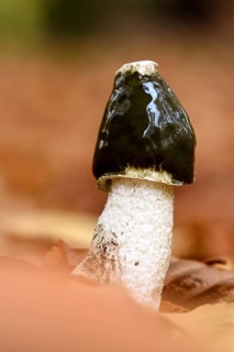 Common stinkhorn