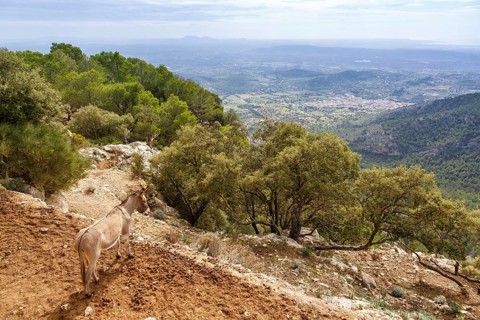 Donkey with landscape at the castle Castell dAlaro holiday travel in Majorca