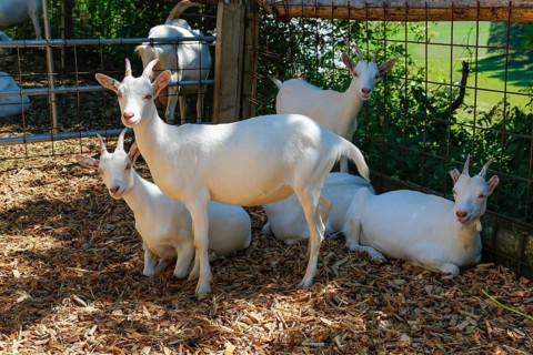 White goats