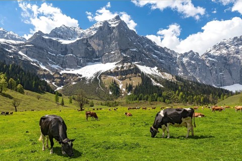 Cows on the mountain pasture in early summer