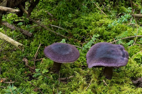 Violet webcap
