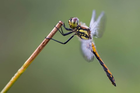 Black darter