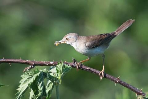 Common whitethroat