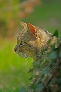 Wildcat