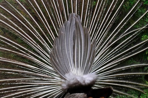 Rear view of the erect feathers of the crowned crane in the zoo