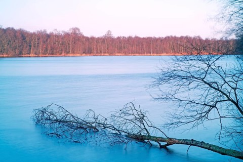 Fallen tree