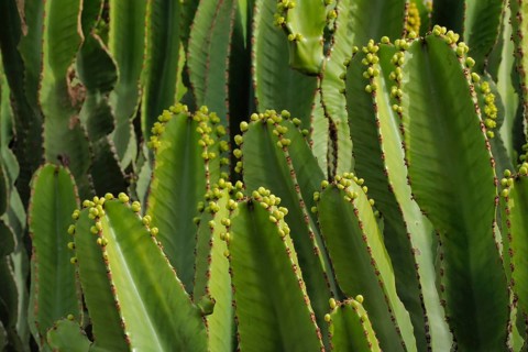 Several candelabra tree