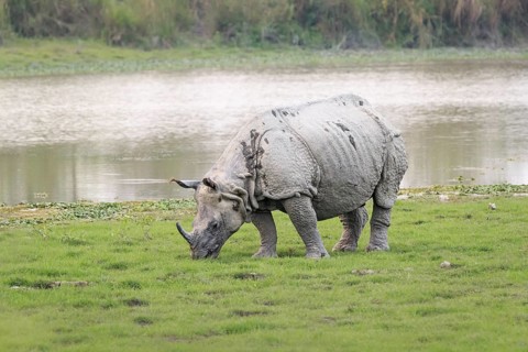 Indian rhino