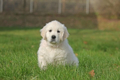 Golden Retriever