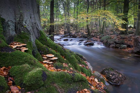 River Ilse