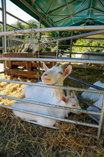 White goats