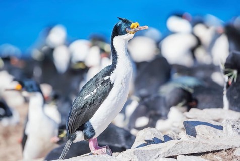 Imperial shags