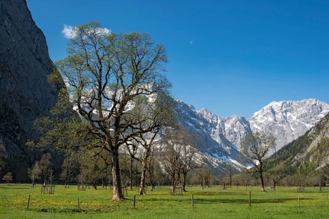 Mountain maple trees