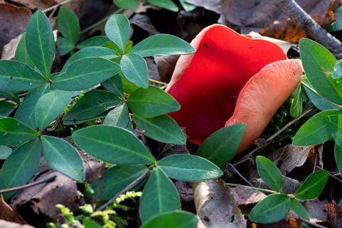 Scarlet elf cup