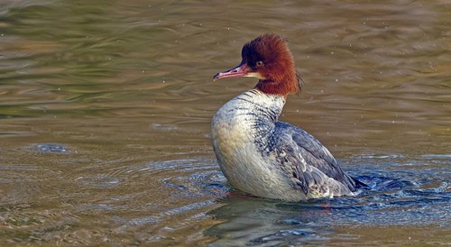 Common merganser