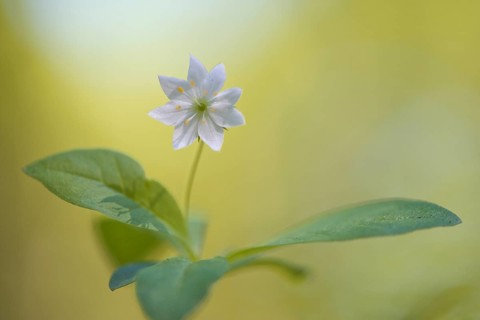 Chickweed wintergreen