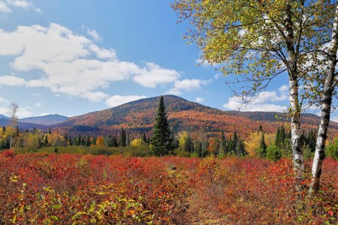 Autumnal landscape