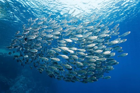 Shoal of five-striped tails