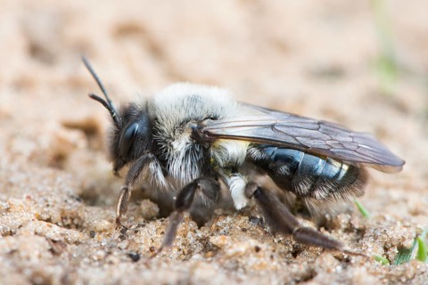 Ashy mining bee