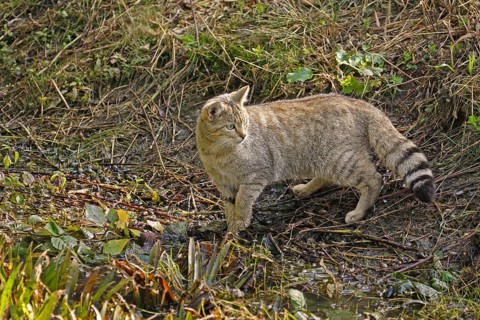 Wildcat