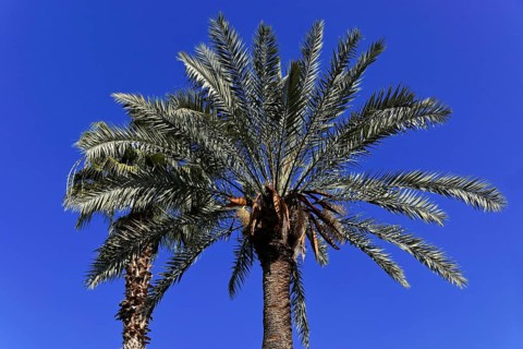 Jardin Majorelle