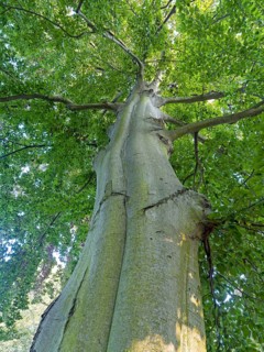 Common beech