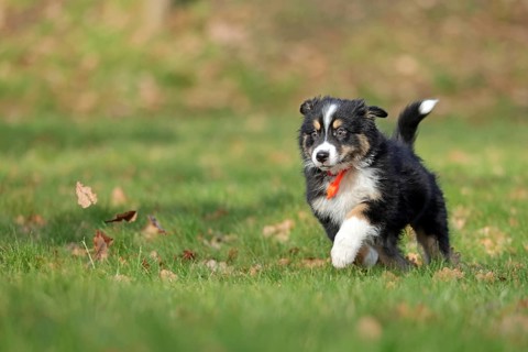 Australian Shepherd