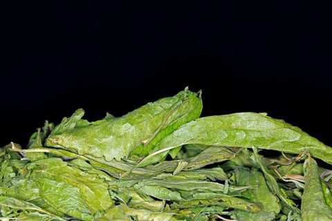 Dried stevia leafs