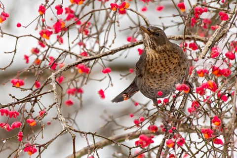 Blackbird