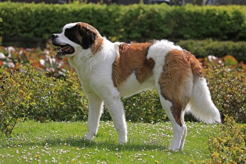 Saint Bernard dog