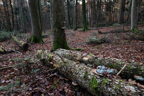 Red banded polypore