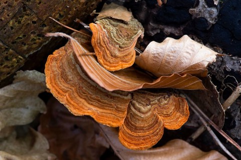 Leaf fungus