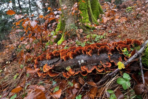 Brown velvet layer fungus