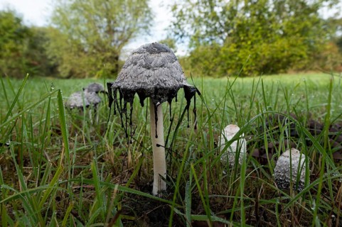 Shaggy ink cap