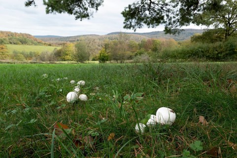 Field mushroom