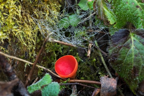 Scarlet elf cup