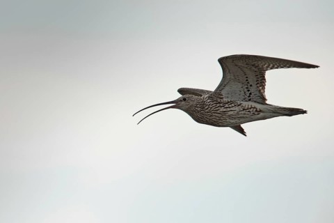 Curlew