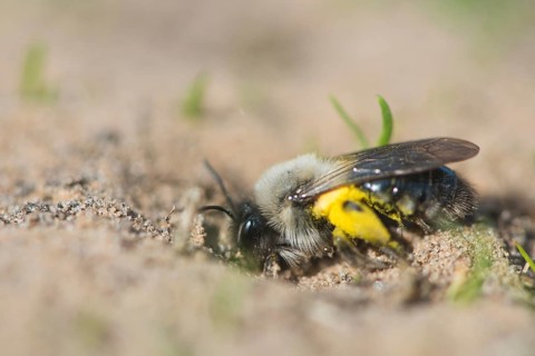 Ashy mining bee