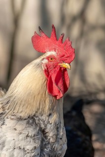 Portrait of a rooster in a chicken coop. France