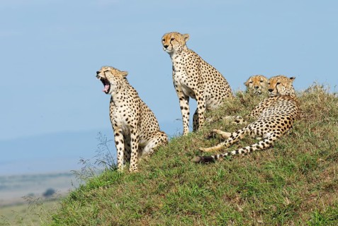Four male cheetahs