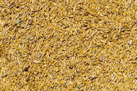 Freshly harvested wheat with husks