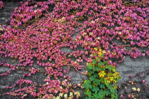 Boston ivy