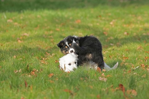 Golden Retriever and Australian Shepherd