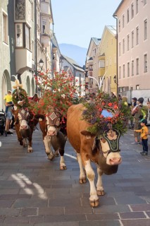 Decorated cows