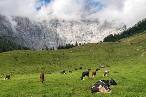 Cows on pasture