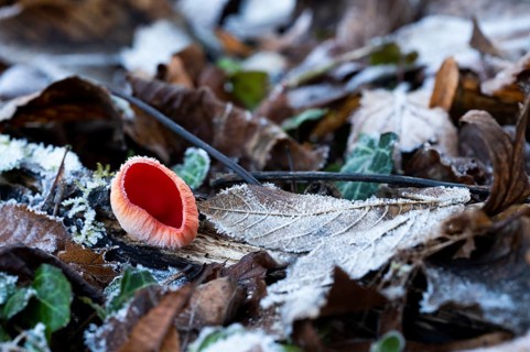 Scarlet elf cup