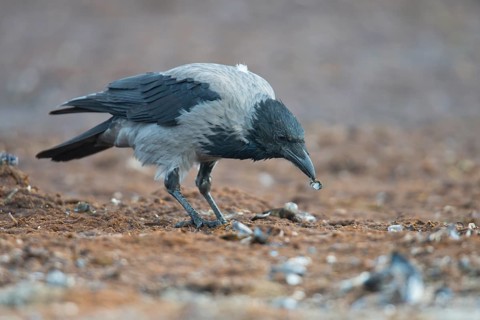 Carrion crow